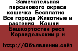 Замечательная персикового окраса кошечка. Бесплатно - Все города Животные и растения » Кошки   . Башкортостан респ.,Караидельский р-н